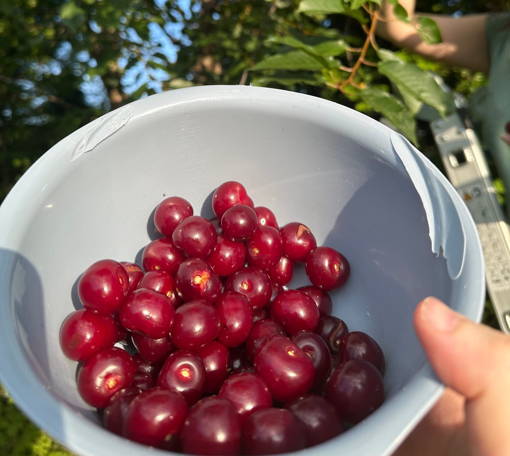 Harvest Week 🍒